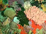 Reef assemblage