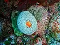 Sea anemone