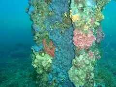 Sessile organisms on piling