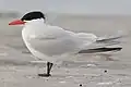 Caspian tern (Hydroprogne caspia)