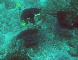 Nearby is the growth-encrusted broken remains of this iron wreckage off Bottom Bay. Note the pair of cogs or gear wheels in the left foreground. This picture was taken with a relatively early digital camera in July 2004.